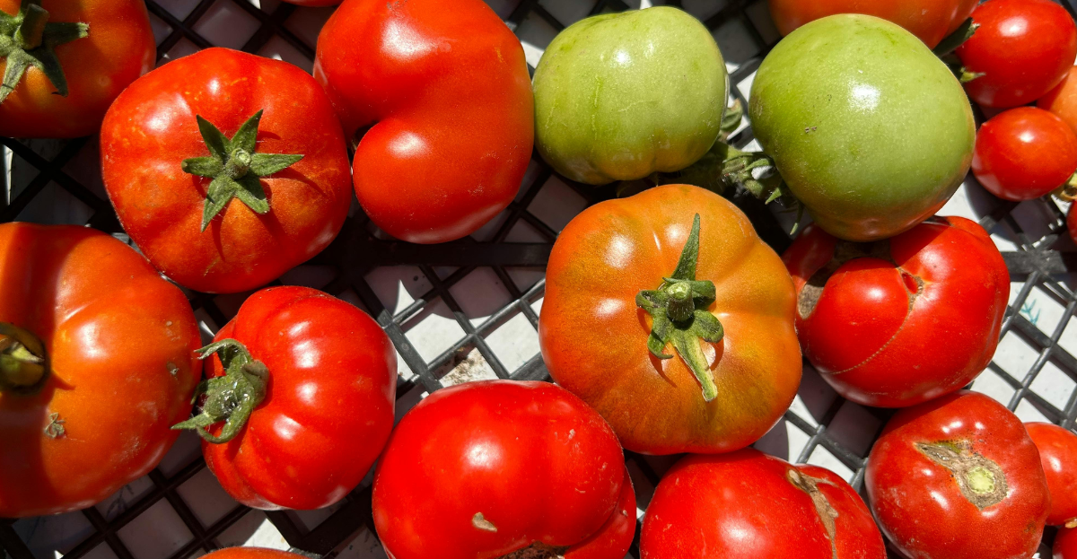 Selection of Tomatoes